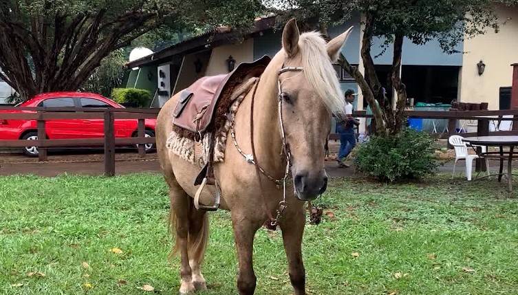 Conheça as habilidades e funcionalidades da raça Cavalo Campeiro
